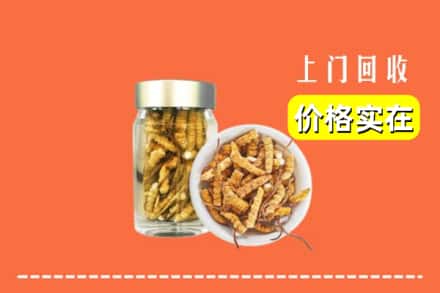 昭通水富市回收散虫草