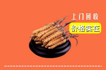 昭通水富市回收冬虫夏草